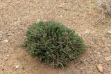 Artemisia turanica