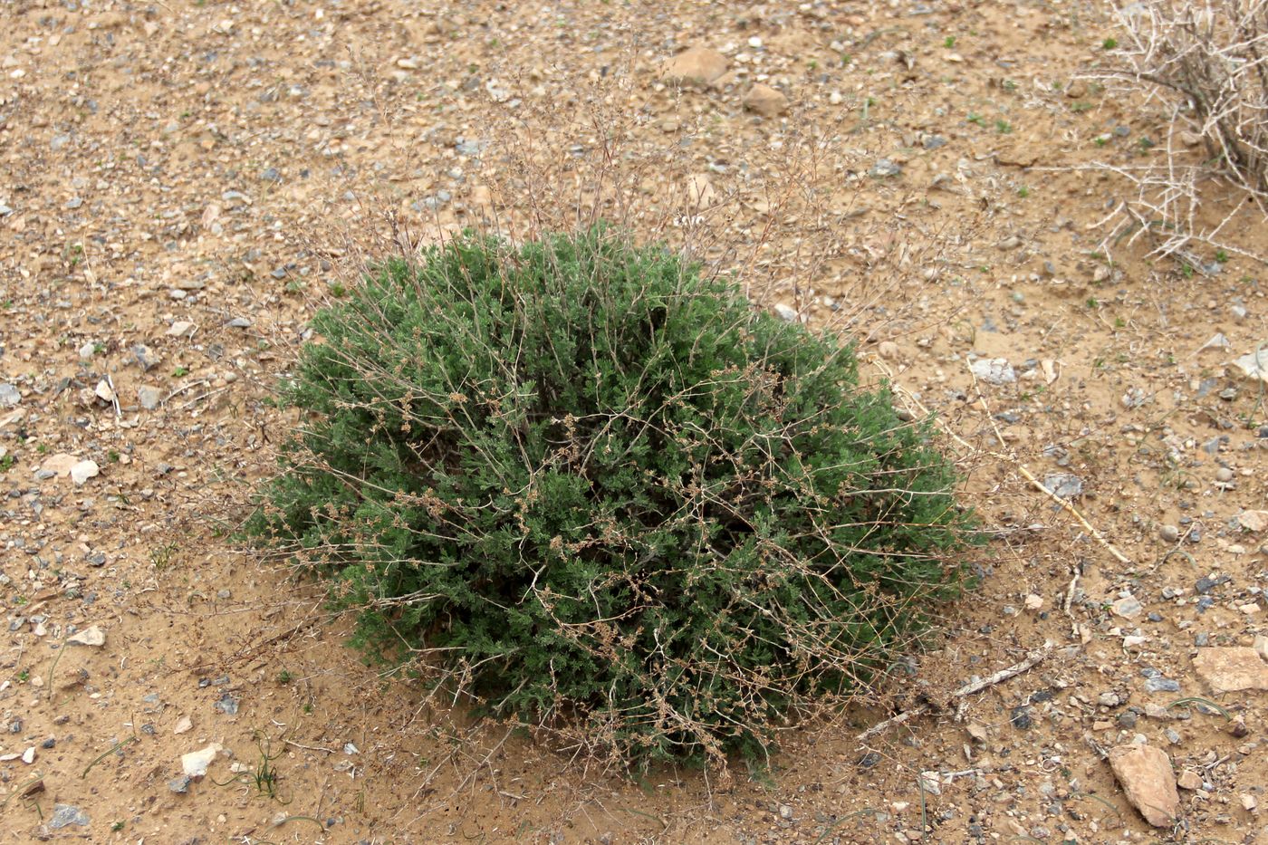 Изображение особи Artemisia turanica.