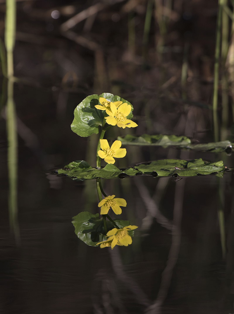 Изображение особи Caltha palustris.