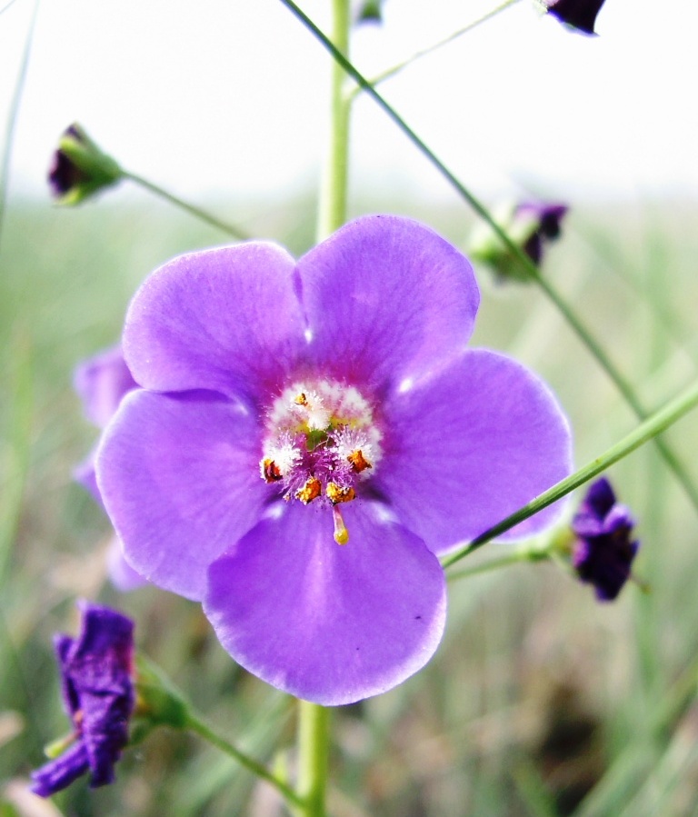 Image of Verbascum phoeniceum specimen.