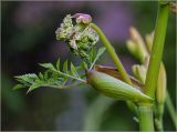 Angelica sylvestris