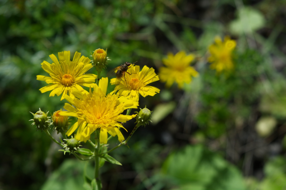 Изображение особи Hieracium umbellatum.