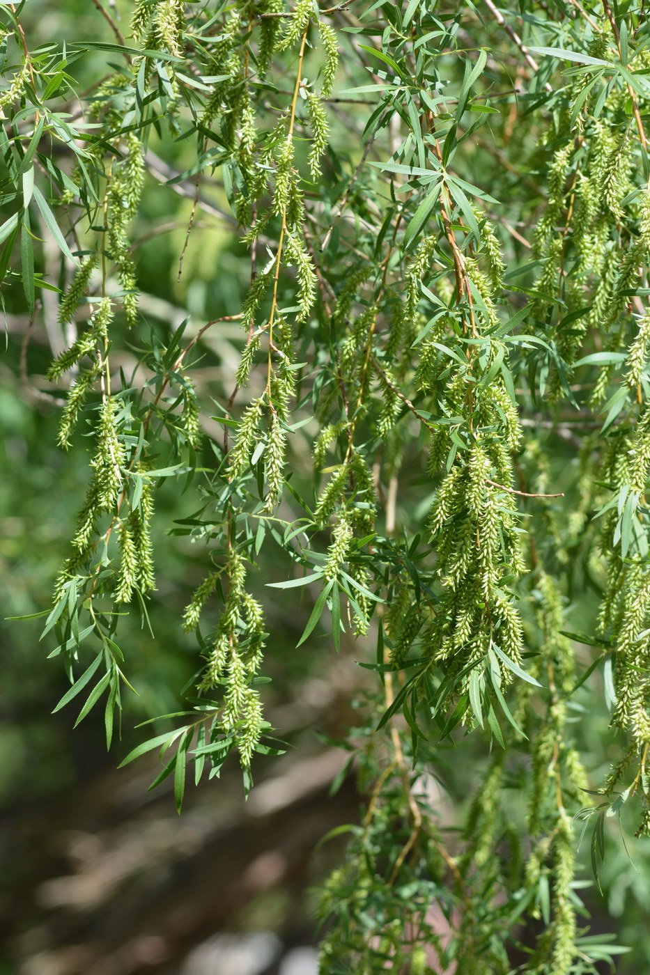 Изображение особи Salix wilhelmsiana.