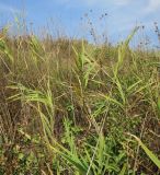 род Phragmites. Вегетирующие растения в псаммофитном сообществе на склоне закреплённой дюны. Болгария, Бургасская обл., г. Несебр, Южный пляж. 14.09.2021.