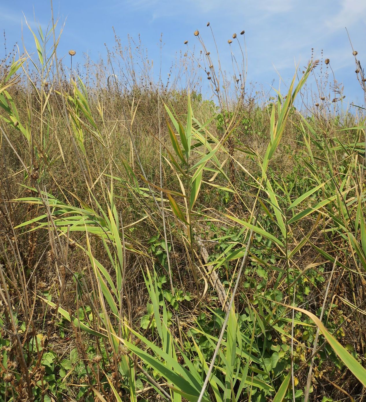 Изображение особи род Phragmites.