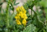 род Medicago