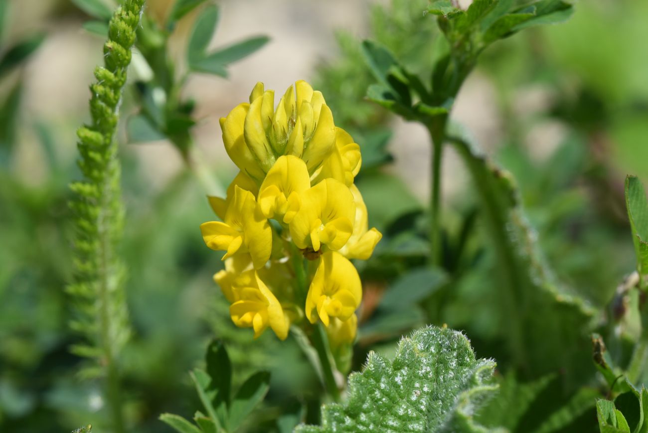 Image of genus Medicago specimen.
