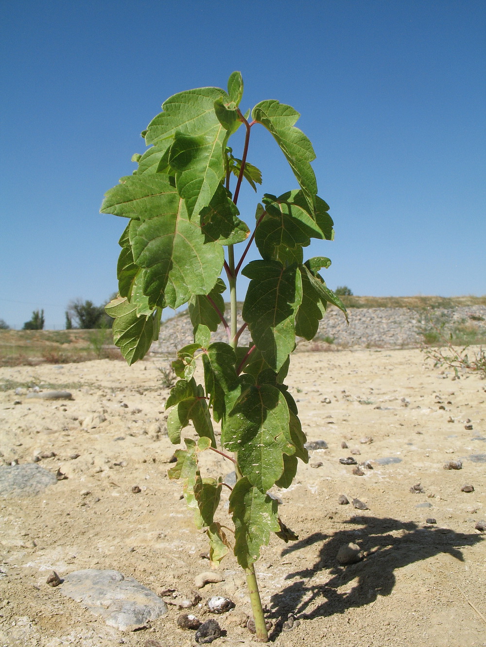 Image of Acer negundo specimen.