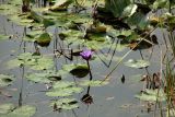 genus Nymphaea