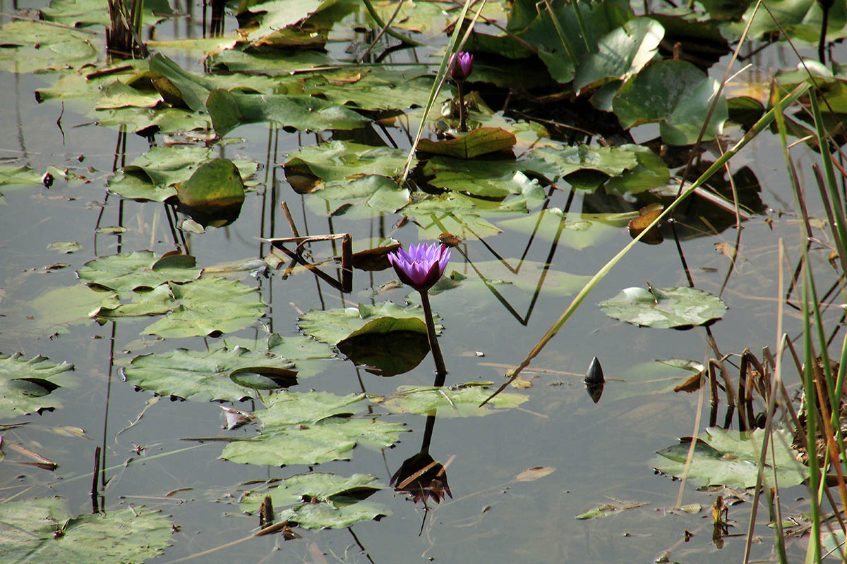 Image of genus Nymphaea specimen.