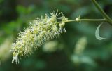 Cimicifuga foetida. Часть соцветия. Алтай, Курайский хребет, долина р. Чибит, Красные ворота. 26.07.2010.