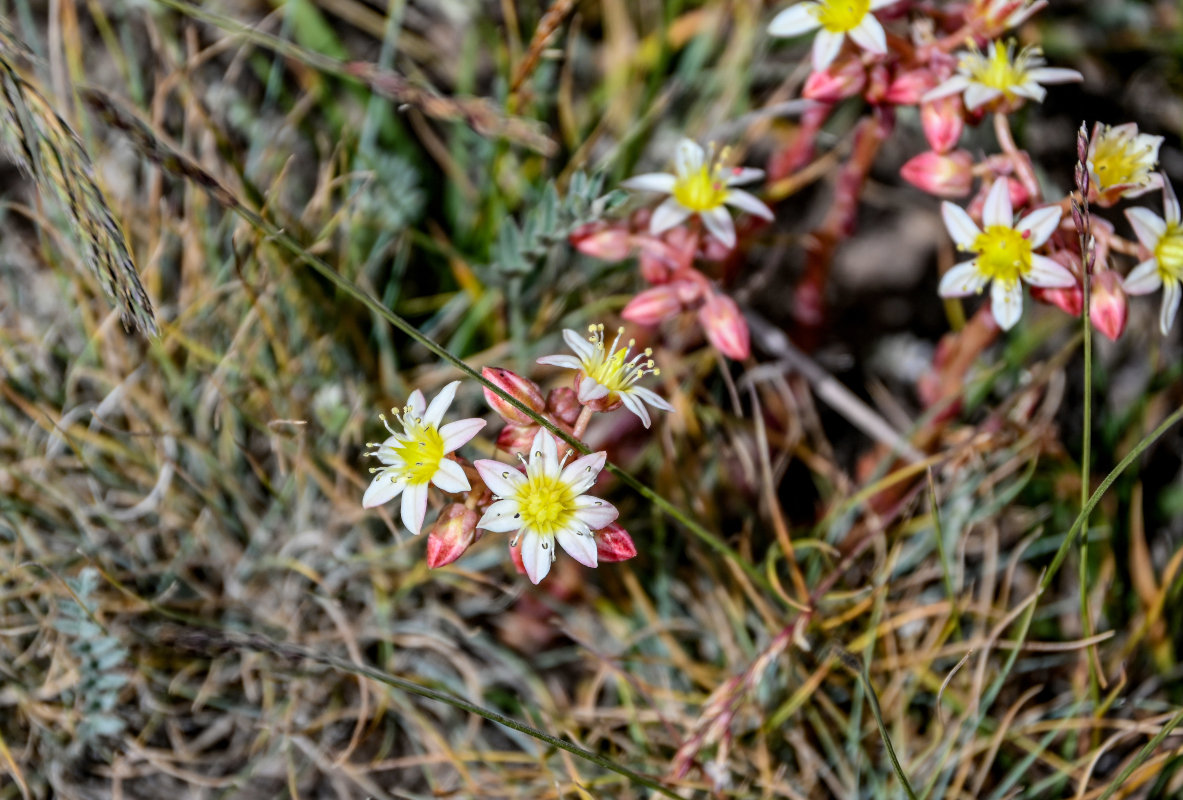 Image of Rosularia tadzhikistana specimen.