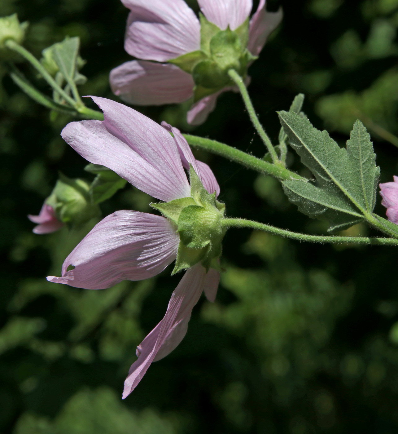 Image of Malva thuringiaca specimen.