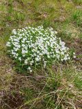 Minuartia imbricata