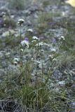 Gypsophila cephalotes. Цветущее растение. Южный Казахстан, Таласский Алатау, ущелье Коксай. Высота 2600 м н.у.м. 20.07.2010.