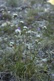 Gypsophila cephalotes