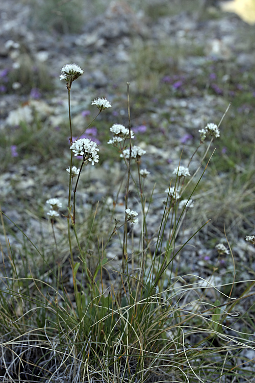 Изображение особи Gypsophila cephalotes.