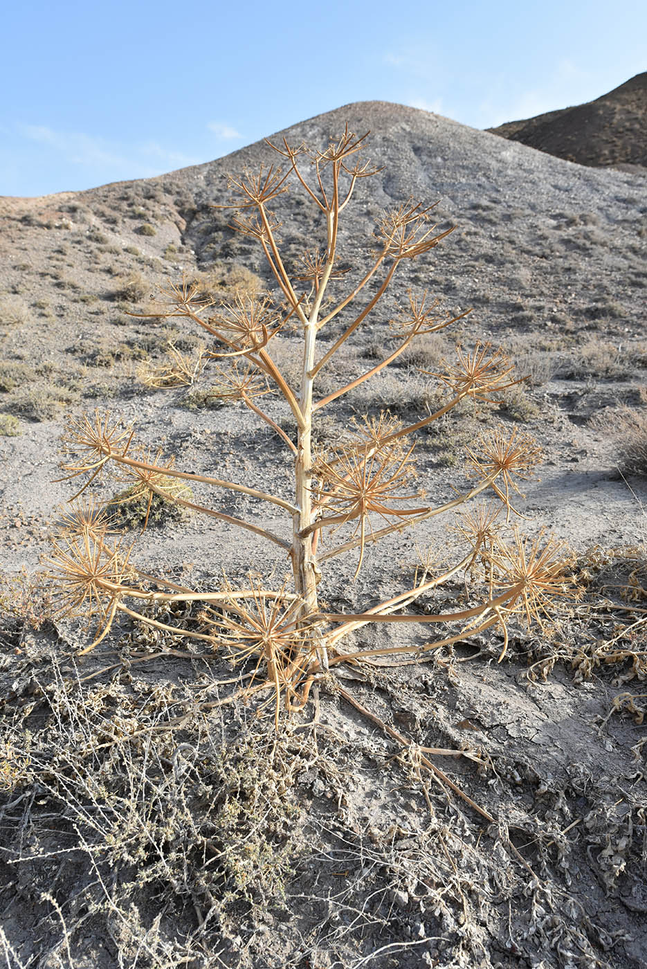 Изображение особи Ferula iliensis.