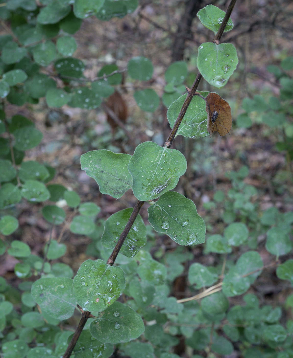 Image of Lonicera iberica specimen.