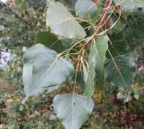 Populus × canadensis