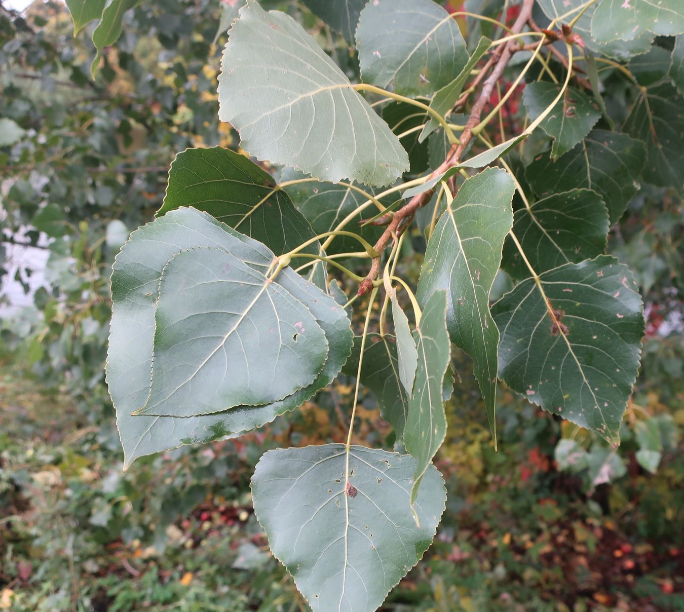 Изображение особи Populus &times; canadensis.