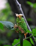 Arisaema peninsulae. Соплодие с незрелыми плодами и сидящей улиткой. Приморье, Хасанский р-н, п-ов Гамова, окр. мыса Гамова, широколиственный лес. 01.08.2021.