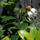 Vaccinium vitis-idaea. Побег с соцветием. Чувашия, окрестности г. Шумерля, лесной массив \"Торф\". 8 июня 2005 г.
