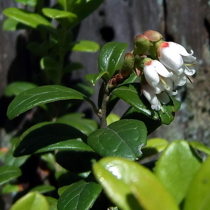 Image of Vaccinium vitis-idaea specimen.