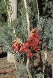 Calothamnus villosus. Часть ветви с цветками. Испания, автономное сообщество Каталония, провинция Жирона, комарка Баш-Эмпорда, муниципалитет Палафружель, ботанический сад \"Кап-Роч\". 19.03.2023.