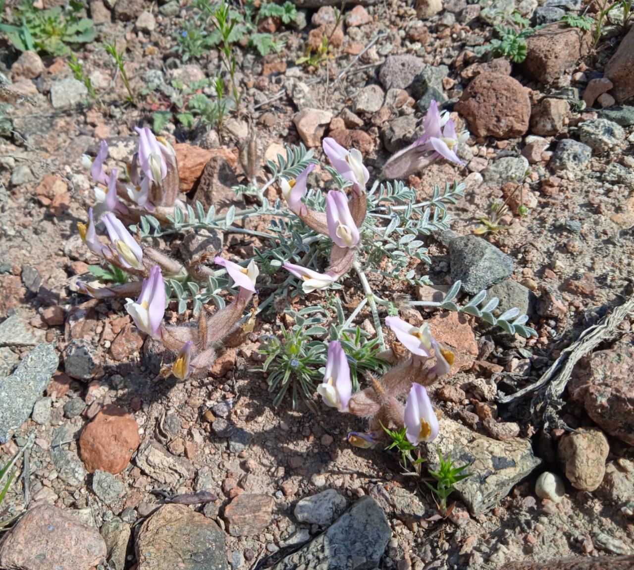 Изображение особи Astragalus ferganensis.