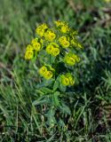 Euphorbia iberica. Цветущее растение. Дагестан, Казбековский р-н, долина р. Сулак, Сулакский каньон, ≈ 900 м н.у.м., луг. 01.05.2022.