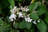 Hydrangea paniculata. Соцветие и листья. Кунашир, склон вулкана Головнина, ≈ 400 м н.у.м., заросли кустарников. 20.08.2022.