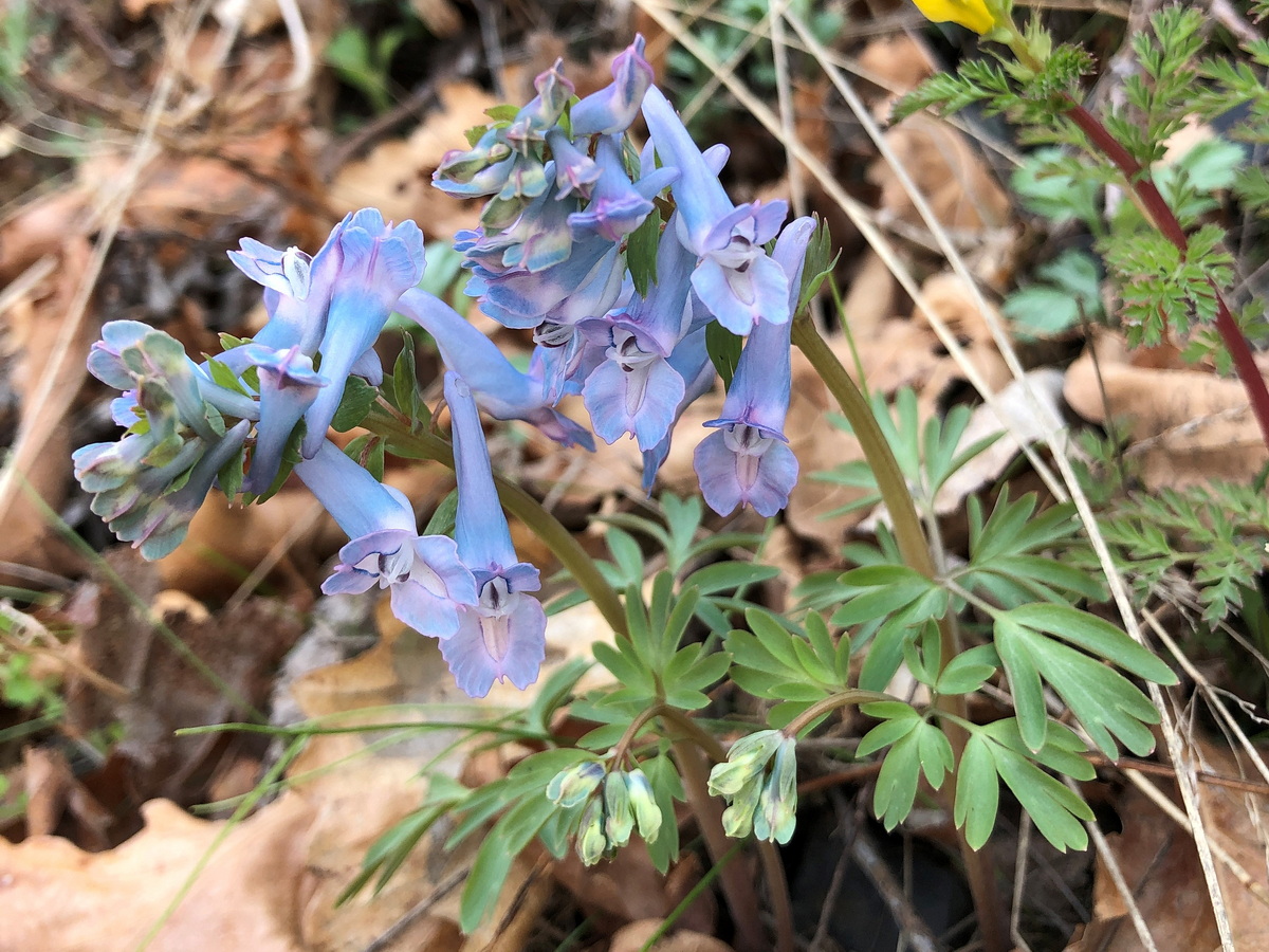 Изображение особи Corydalis turtschaninovii.