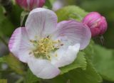 род Malus