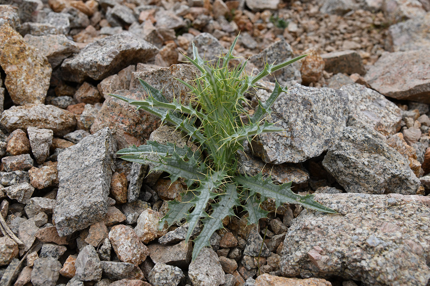 Image of Picnomon acarna specimen.