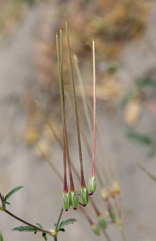 Изображение особи Erodium oxyrhynchum.