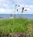 Emilia coccinea. Верхушки цветоносных побегов. Чили, обл. Valparaiso, провинция Isla de Pascua, г. Hanga Roa, высокой берег океана, сообщество травянистых растений. 08.03.2023.