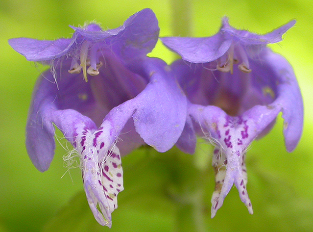 Изображение особи Meehania urticifolia.