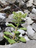 Sedum oppositifolium. Побег с соцветием. Дагестан, Казбековский р-н, окр. пос. Дубки, каменистая осыпь. 21 июня 2023 г.