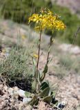 Ligularia thomsonii