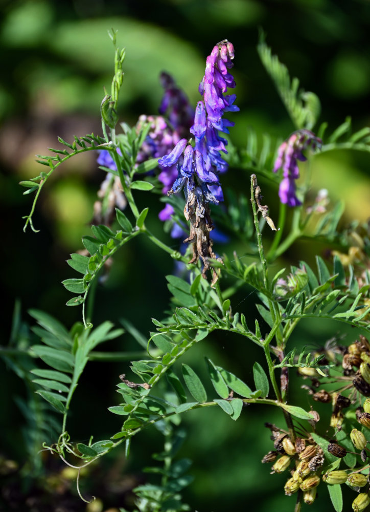 Image of Vicia cracca specimen.