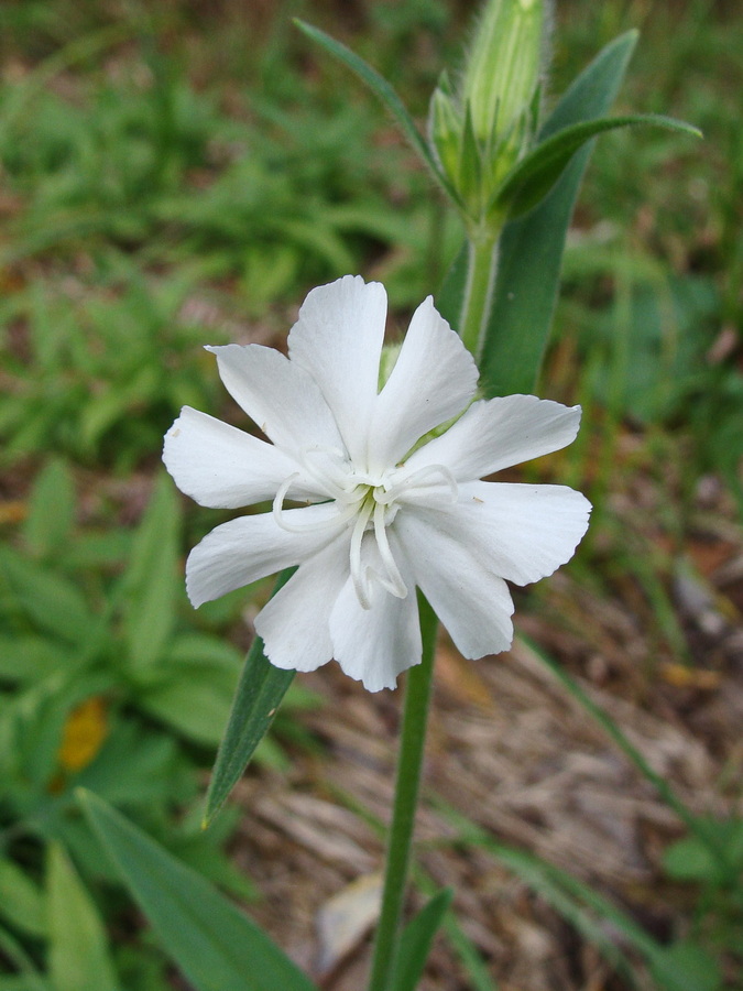 Image of Melandrium album specimen.