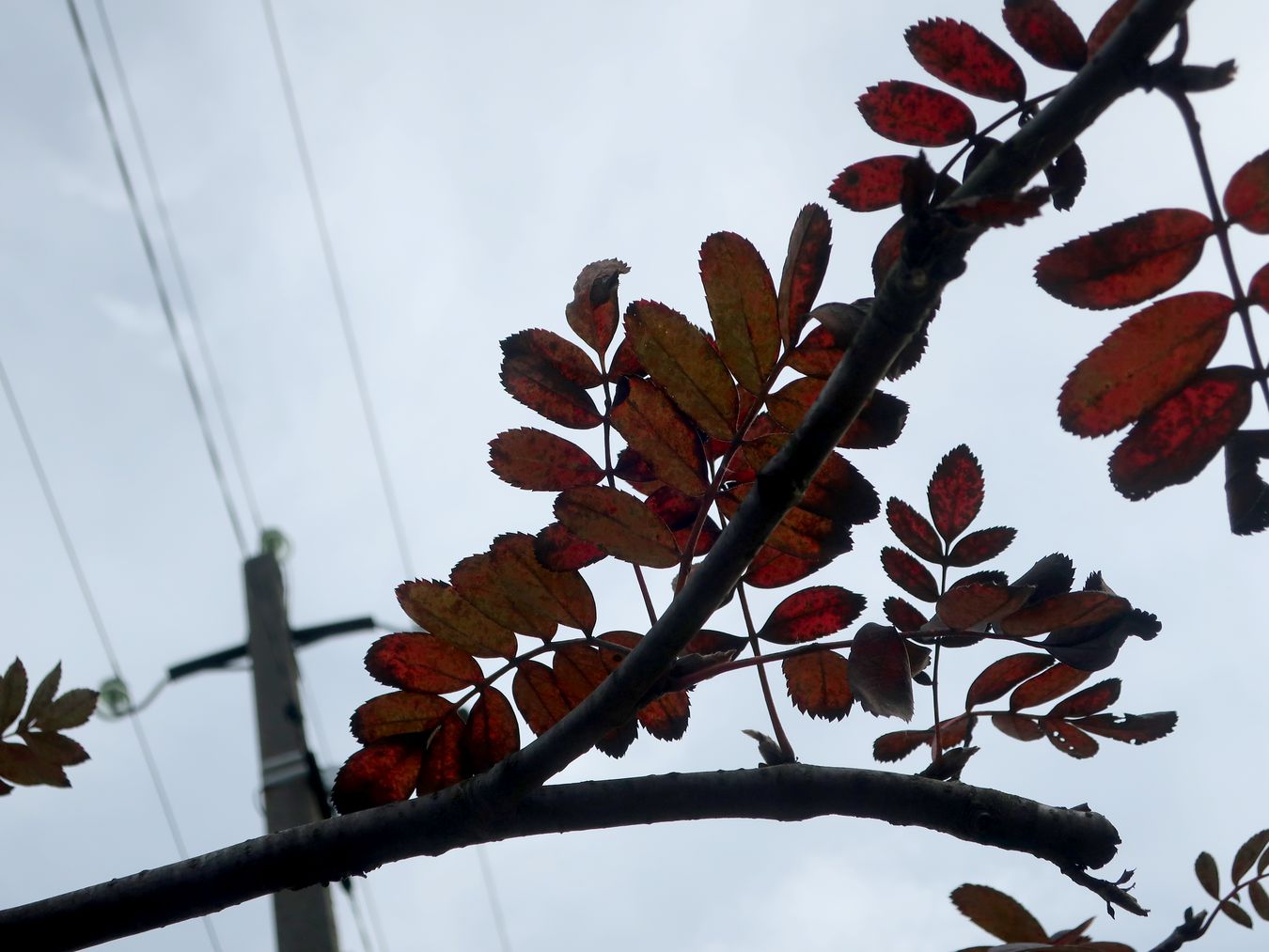 Image of genus Sorbus specimen.