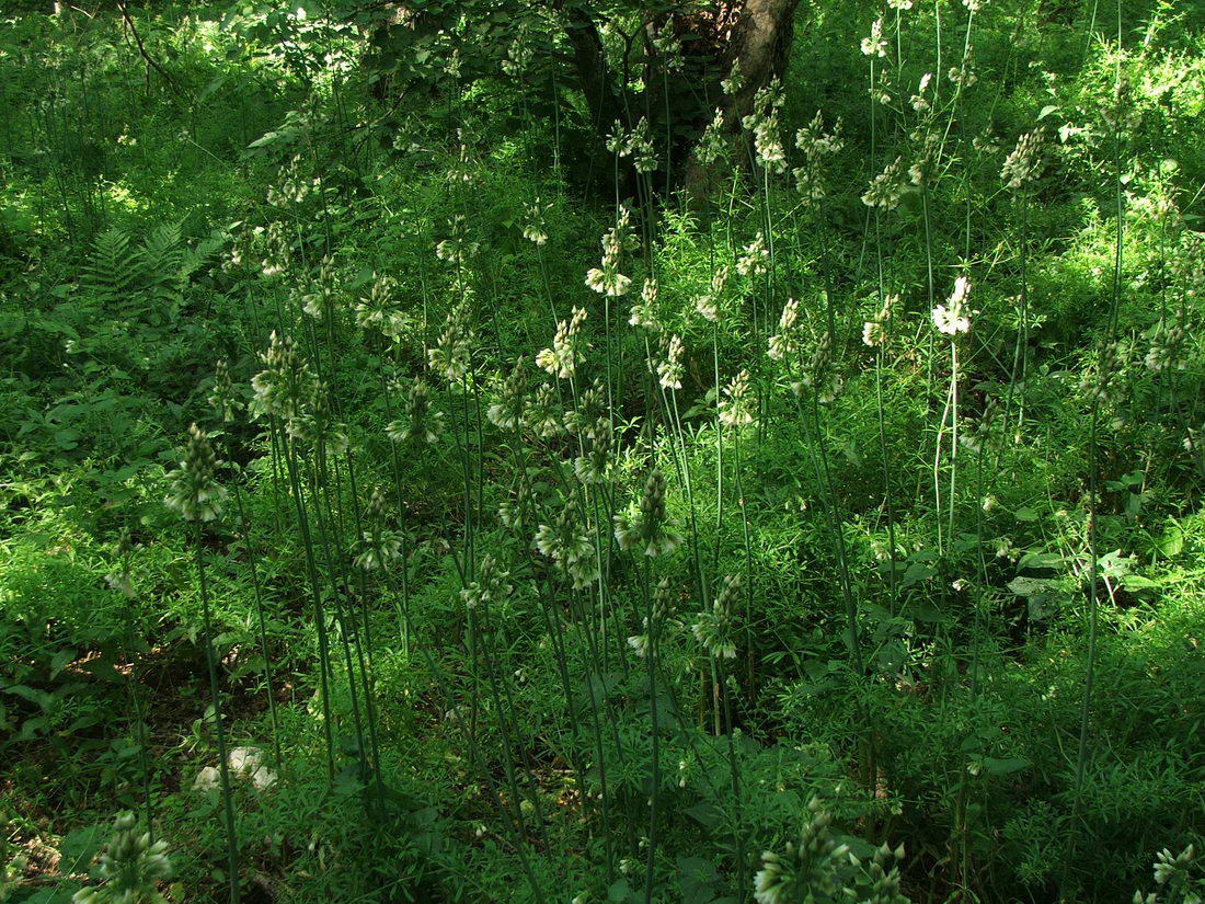 Изображение особи Nectaroscordum bulgaricum.