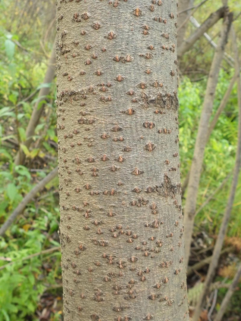 Изображение особи Salix viminalis.