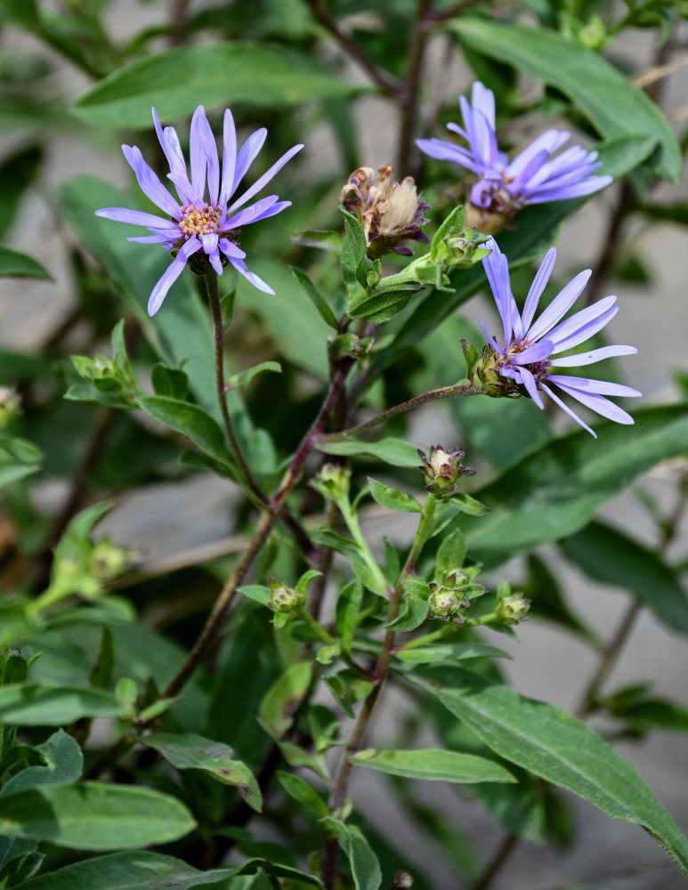 Image of Aster bessarabicus specimen.