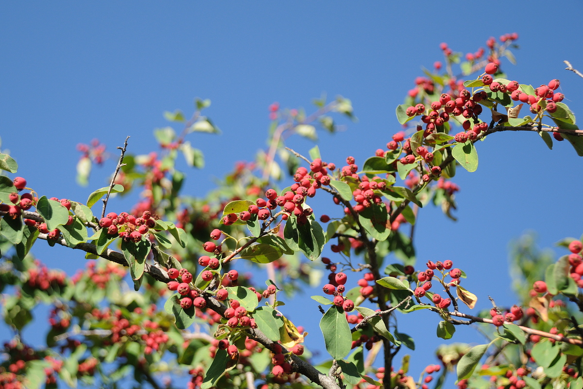 Изображение особи Cotoneaster multiflorus.