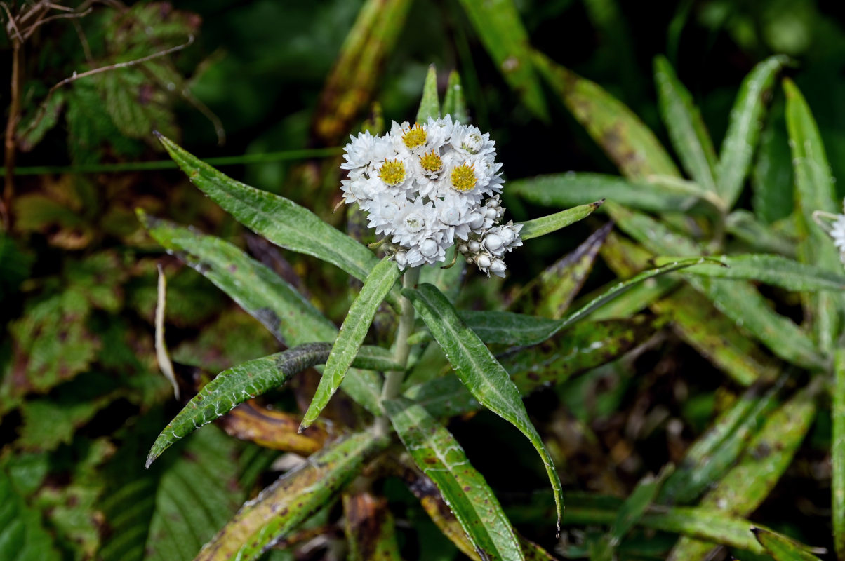 Изображение особи Anaphalis margaritacea.