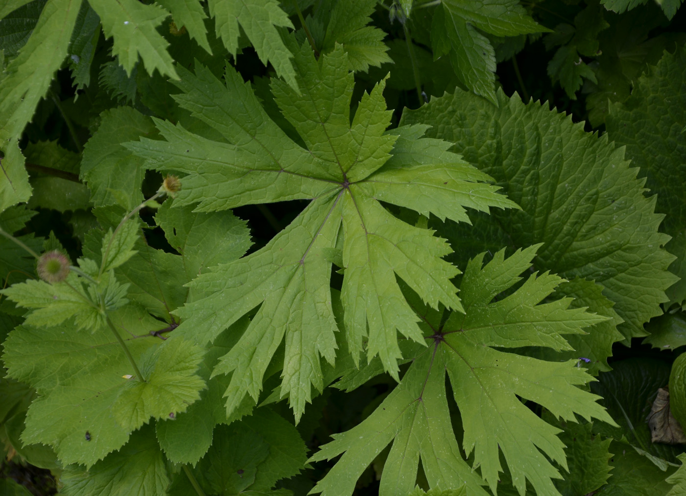 Изображение особи Heracleum aconitifolium.