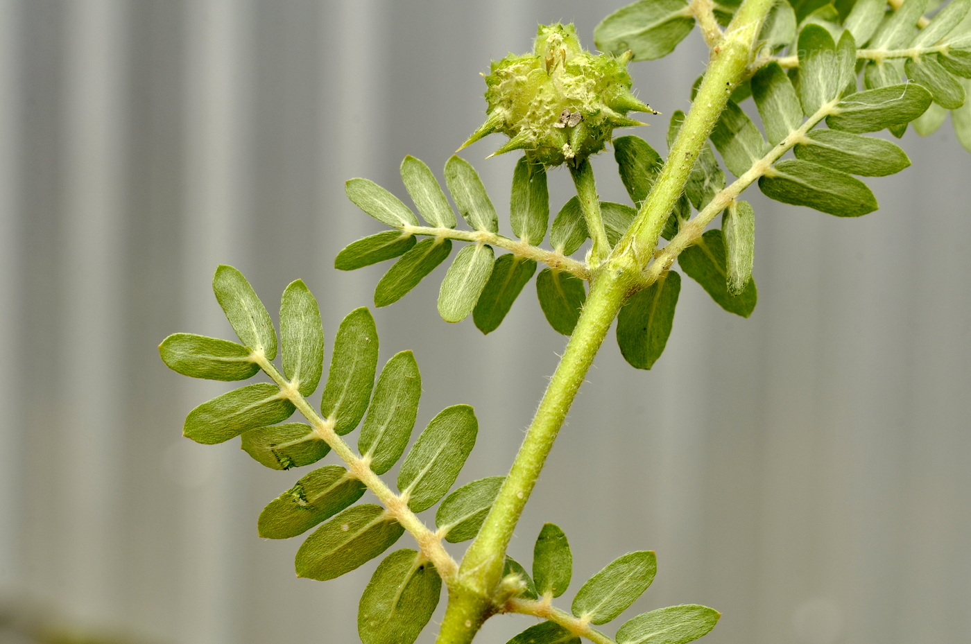 Изображение особи Tribulus terrestris.